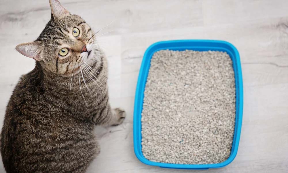 The Shocking Environmental Impact of Bentonite Cat Litter