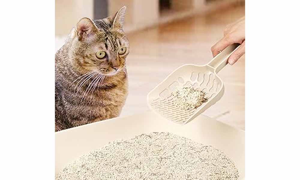 Why Traditional Litters Are Prone to Tracking