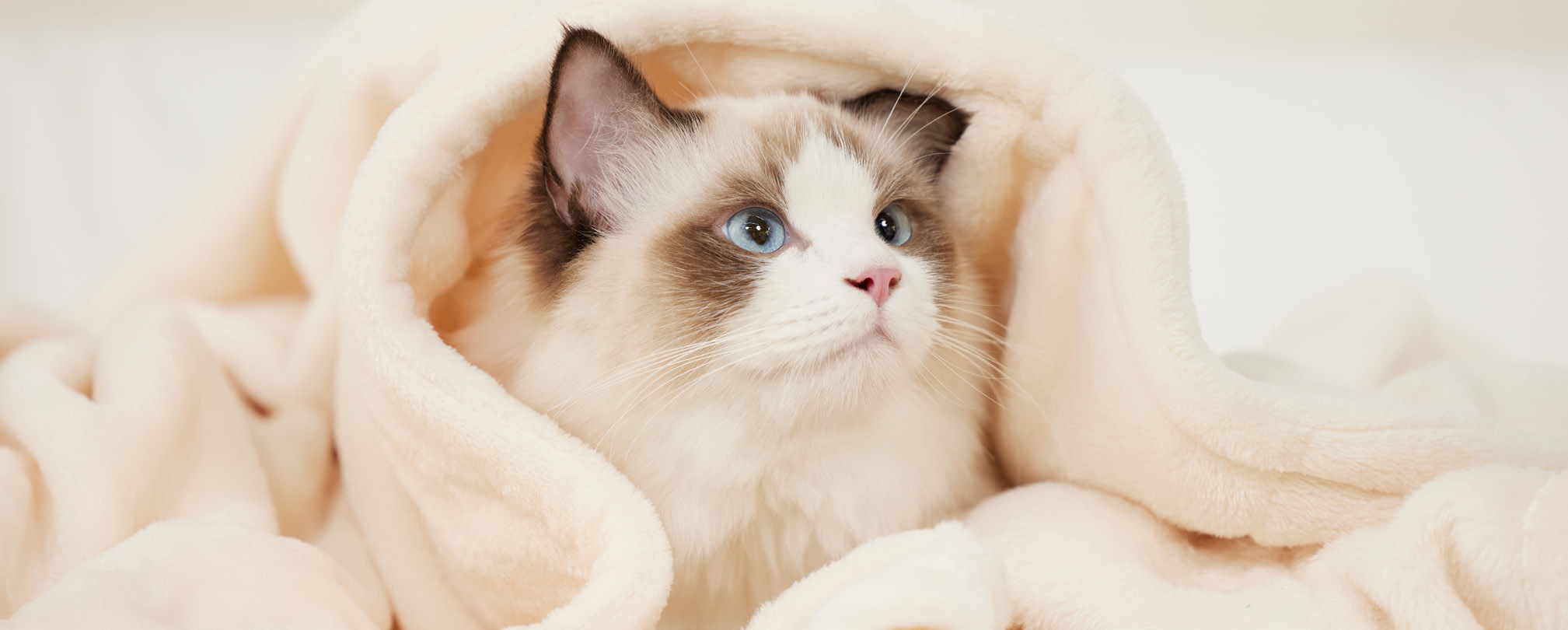 Progress in Cat Litter Research and Use 1