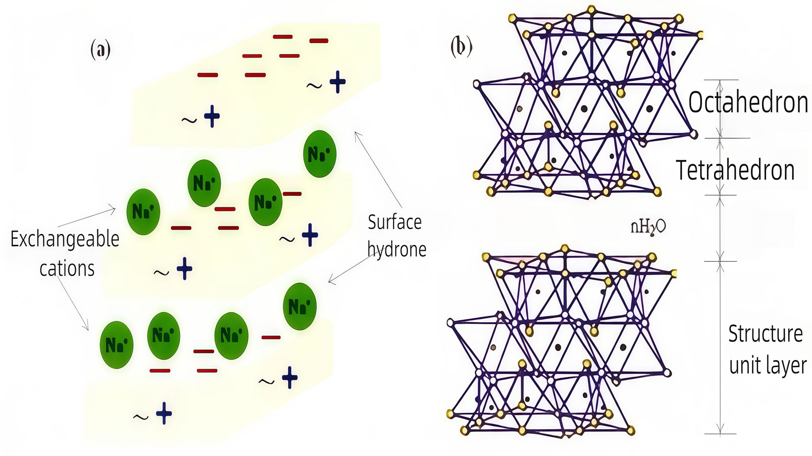 Sodium and calcium bentonite.